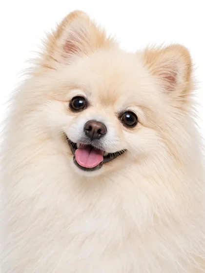 포메라니안 예시 사진